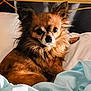 animal, bed, blanket, brown, canine, comfort, cozy, cute, dog, ears, face, fluffy, fur, indoors, looking, mammal, pet, portrait, resting, small_dog