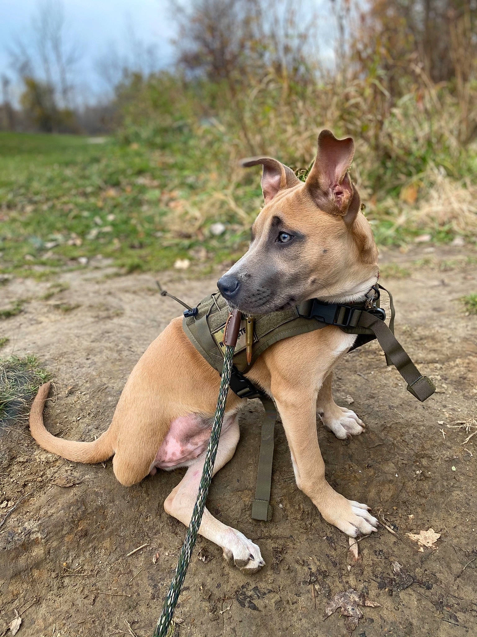 Winchester is registered to the contest to win money with this photo: canidae, carnivore, collar, companion_dog, dog, dog_breed, dog_collar, dog_supply, fawn, hunting_dog, leash, liver, non_sporting_group, pet_supply, snout, sporting_group, tail, working_animal, working_dog
