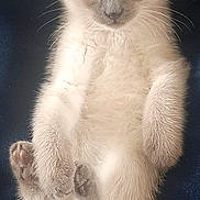 Ajax participe au concours pour gagner de l'argent avec cette photo : kitten, cat, blue_eyes, fluffy, sitting, tail, paws, fur, pet, animal, cute, domestic_cat, portrait, indoor, curious, young, feline, closeup, soft, resting