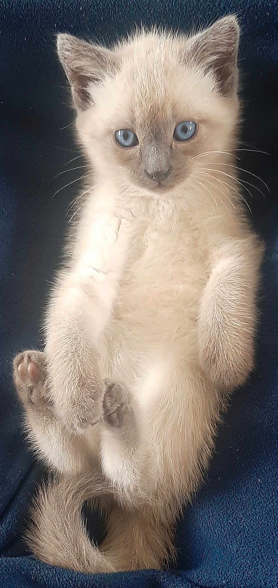 Ajax participe au concours pour gagner de l'argent avec cette photo : kitten, cat, blue_eyes, fluffy, sitting, tail, paws, fur, pet, animal, cute, domestic_cat, portrait, indoor, curious, young, feline, closeup, soft, resting