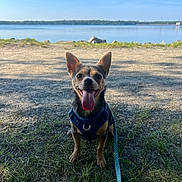 Tequila is registered to the contest to win money with this photo: animal, blue_sky, canine, daytime, dog, ears_up, grass, ground, happy, harness, lake, leash, nature, outdoor, pet, small_dog, smiling, sunny, tongue_out, water