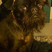 Ouessane participe au concours pour gagner de l'argent avec cette photo : dog, pet, indoor, close_up, black_dog, furry, animal, blanket, zebra_stripes, cabinet, ribbon, wall, beard, ears, eyes, fur, sitting, cozy, home, portrait
