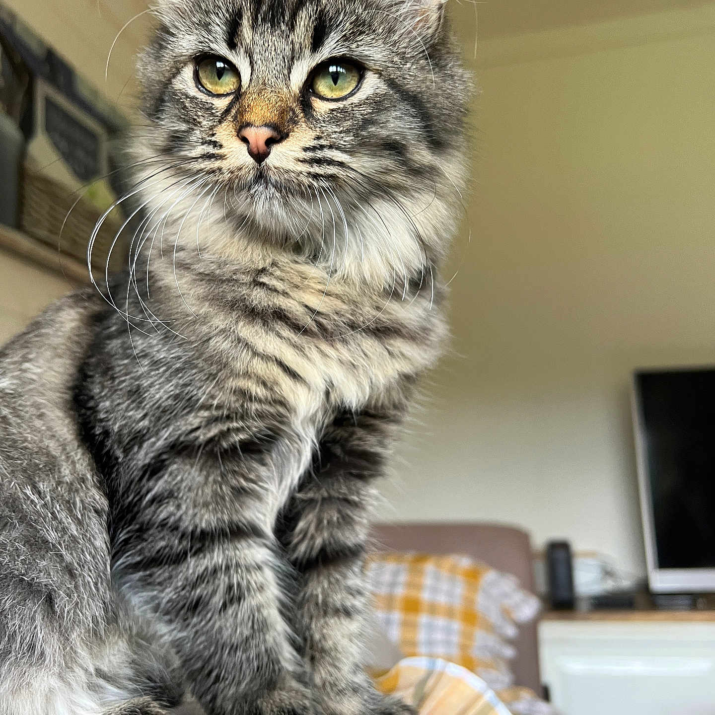 Félise a rejoint le concours — aidez-le/la à gagner de superbes lots ! animal, cat, closeup, couch, cute, domestic_animal, feline, fluffy, fur, green_eyes, household, indoor, living_room, pet, plaid_blanket, portrait, relaxed, sitting, tabby, whiskers