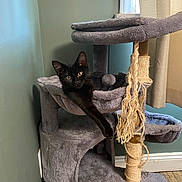 Smoggy joined the competition — help win amazing prizes! animal, black_cat, cat_tree, corner, cozy, curtain, daylight, feline, fur, gray, home, indoor, kitten, paw, pet, play_structure, relaxed, scratching_post, window, wood_floor