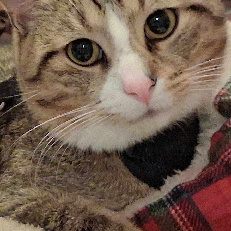 Mistik is registered to the contest to win money with this photo: animal, big_eyes, cat, close_up, cozy, cute, domestic, ears, feline, fur, indoor, paw, pet, pink_nose, plaid_blanket, relaxed, resting, tabby, whiskers, wood_background