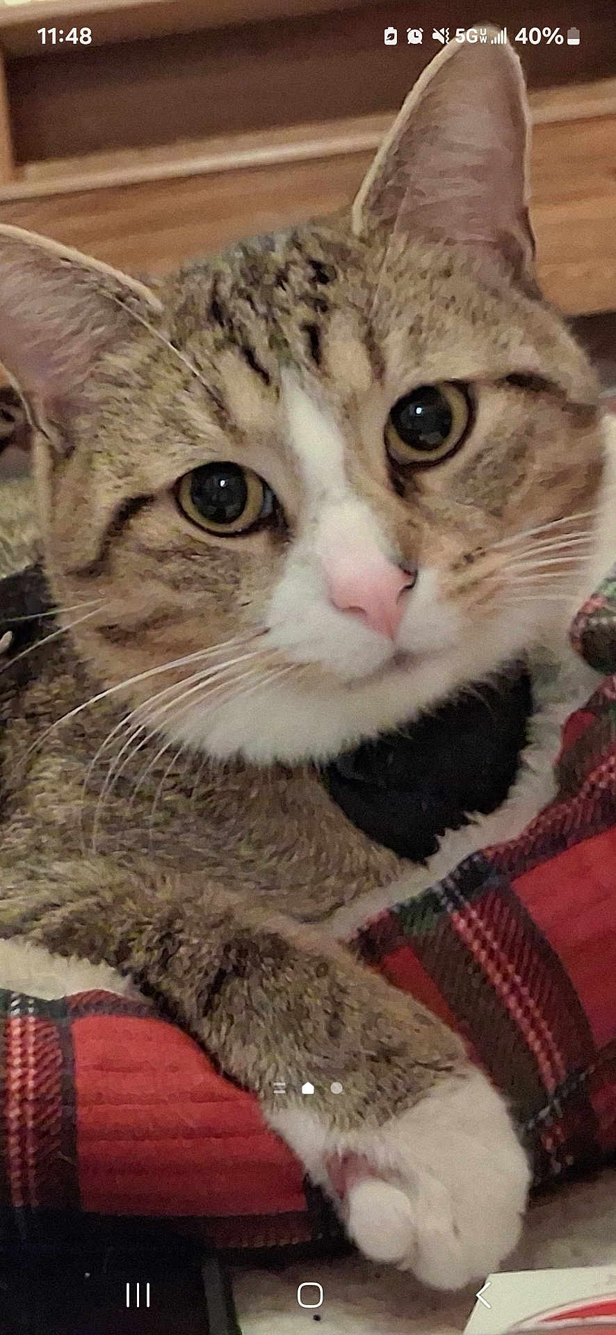 Mistik is registered to the contest to win money with this photo: cat, tabby, close_up, paw, pink_nose, big_eyes, whiskers, plaid_blanket, cozy, indoor, resting, cute, pet, feline, fur, ears, wood_background, relaxed, animal, domestic
