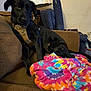 black_dog, blanket, brown_couch, canine, chair, colorful, couch, cozy, dog, domestic_animal, fabric, furniture, home_interior, indoor, lamp, living_room, pet, relaxed, seated, tie_dye