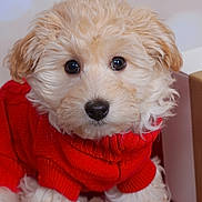 Ash is registered to the contest to win money with this photo: adorable, black_nose, brown_eyes, close_up, companion_animal, cozy, curly_fur, cute, dog, fluffy_fur, holiday_sweater, indoors, pet, portrait, puppy, red_sweater, small_breed, soft_background, studio_lighting, well_groomed