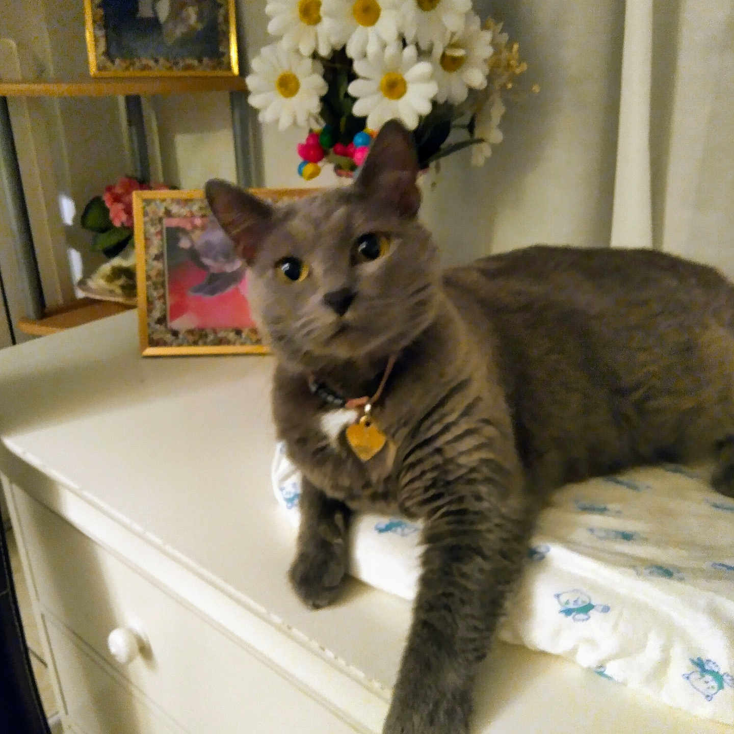 Princesa a rejoint le concours — aidez-le/la à gagner de superbes lots ! abyssinian, animal, cabinet, cat, closet, cupboard, daisy, drawer, flower, flowerarrangement, flowerbouquet, furniture, indoors, interiordesign, kitten, pet, petal, plant, shelf, wood