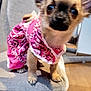 adorable, animal, clothing, curious, cute, dog, domestic, ears, eyes, fur, indoor, outfit, patterned, pet, pink, puppy, small, soft_surface, standing, young