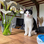 Moumoune participe au concours pour gagner de l'argent avec cette photo : cat, black_and_white, table, wooden_table, vase, calla_lilies, flowers, glass_vase, indoor, living_room, chair, television, wooden_beams, plant, decor, window, sunlight, pet, feline, clean
