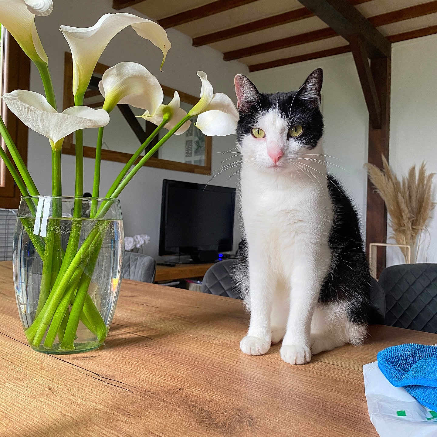 Moumoune participe au concours pour gagner de l'argent avec cette photo : black_and_white, calla_lilies, cat, chair, clean, decor, feline, flowers, glass_vase, indoor, living_room, pet, plant, sunlight, table, television, vase, window, wooden_beams, wooden_table