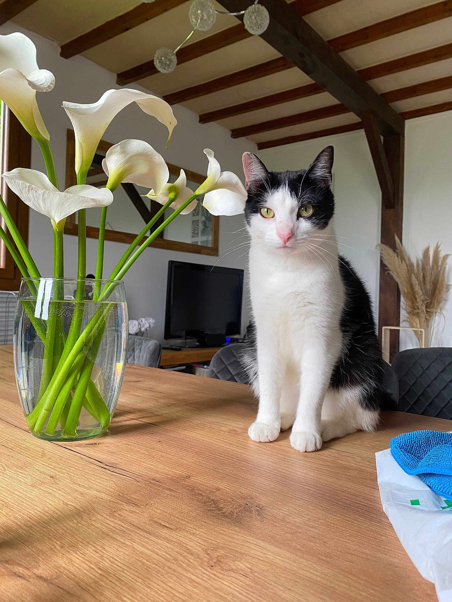 Moumoune participe au concours pour gagner de l'argent avec cette photo : cat, black_and_white, table, wooden_table, vase, calla_lilies, flowers, glass_vase, indoor, living_room, chair, television, wooden_beams, plant, decor, window, sunlight, pet, feline, clean