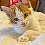 Mimi participe au concours pour gagner de l'argent avec cette photo : kitten, cat, orange_and_white, cute, fluffy, soft_blanket, indoor, pet, animal, closeup, relaxed, young, fur, whiskers, paws, portrait, cozy, sleepy, domestic_cat, curious