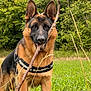 Uno participe au concours pour gagner de l'argent avec cette photo : dog, german_shepherd, stick, grass, field, outdoor, nature, animal, pet, canine, fur, ears, alert, greenery, tree, portrait, muzzle, standing, daylight, harness