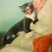 Whiskers is registered to the contest to win money with this photo: cat, black_and_white, blurry, yawning, indoor, couch, blanket, furniture, pet, animal, fur, whiskers, paws, relaxing, home, domestic, cute, feline, resting, mouth_open