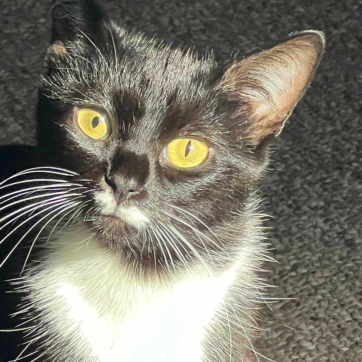 Whiskers is registered to the contest to win money with this photo: cat, tuxedo_cat, yellow_eyes, whiskers, fur, close_up, pet, animal, curious, indoor, texture, black_and_white, portrait, feline, bright_light, shadow, eye_contact, alert, background, domestic_cat