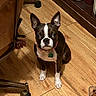 Athena is registered to the contest to win money with this photo: animal, book, boston_terrier, brown, chair, chair_wheel, collar, cup, curious, dog, floor, flooring, indoor, looking_up, pet, shelf, sitting, small_dog, white, wooden_floor