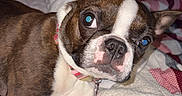 Athena is registered to the contest to win money with this photo: animal, bed, blanket, boston_terrier, canine, closeup, collar, companion, cute, dog, domestic, ears, fur, indoor, looking_at_camera, lying_down, paw, pet, quilt, resting