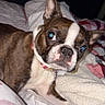 animal, bed, blanket, boston_terrier, canine, closeup, collar, companion, cute, dog, domestic, ears, fur, indoor, looking_at_camera, lying_down, paw, pet, quilt, resting