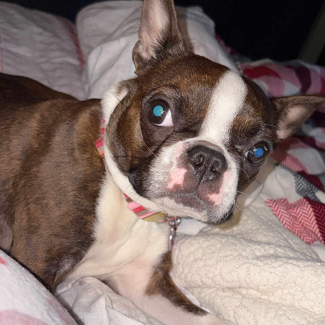 Athena