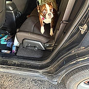 Athena joined the competition — help win amazing prizes! animal, backseat, bag, boston_terrier, car_interior, car_seat, curious, daylight, dog, domestic_animal, door_frame, floor_mat, leather_seat, open_car_door, pet, pet_collar, road_surface, seatbelt, tire, vehicle