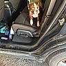 animal, backseat, bag, boston_terrier, car_interior, car_seat, curious, daylight, dog, domestic_animal, door_frame, floor_mat, leather_seat, open_car_door, pet, pet_collar, road_surface, seatbelt, tire, vehicle