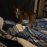 Athena is registered to the contest to win money with this photo: animal, bed, blanket, boston_terrier, brown, companion, cozy, curious, dog, domestic, furniture, indoor, looking_back, patterned, pet, room, sleeping_area, small_dog, soft_lighting, white