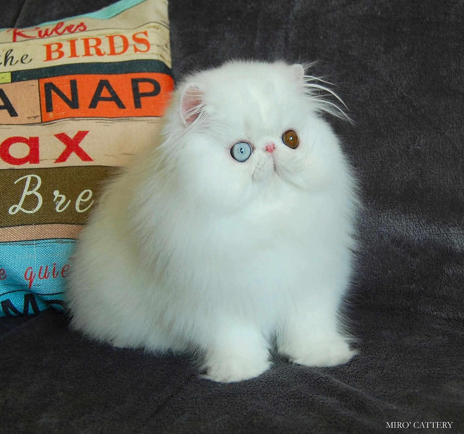 The Loneliest a rejoint le concours — aidez-le/la à gagner de superbes lots ! cat, white_cat, fluffy, heterochromia, blue_eye, brown_eye, pet, domestic_animal, feline, sitting, pillow, textile, indoor, closeup, portrait, cute, animal, fur, whiskers, relaxed