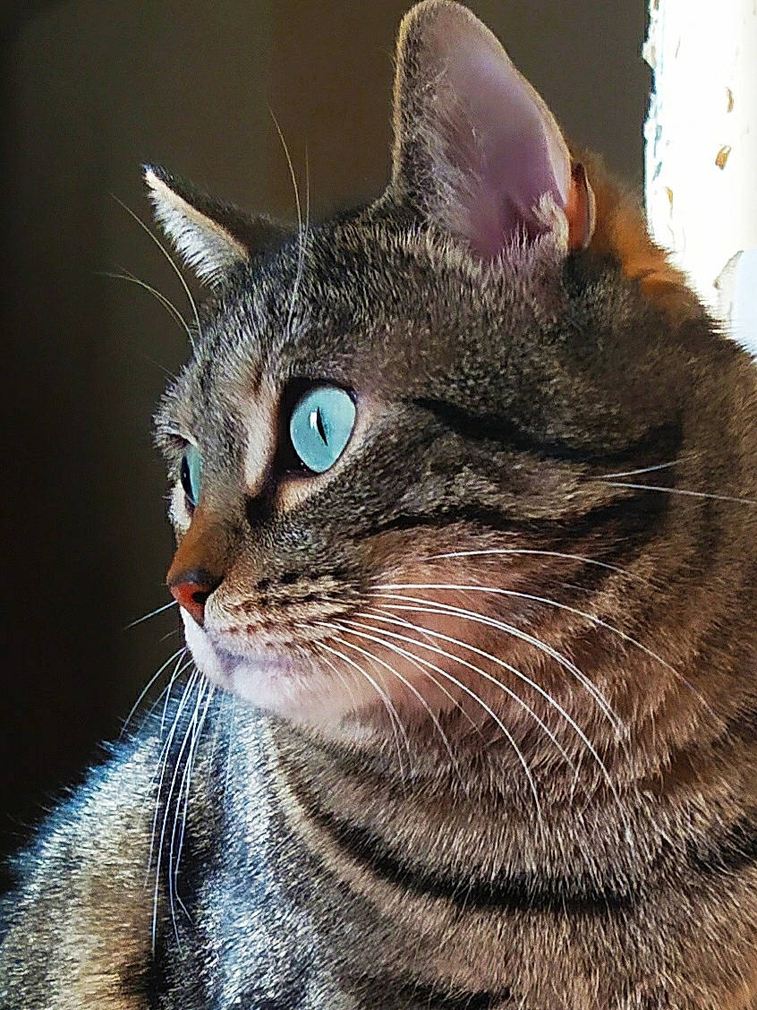 Toon a rejoint le concours — aidez-le/la à gagner de superbes lots ! american_bobtail, american_shorthair, american_wirehair, asian, california_spangled, carnivore, cat, close_up, domestic_short_haired_cat, dragon_li, european_shorthair, eye, felidae, fur, mammal, small_to_medium_sized_cats, snout, tabby_cat, vertebrate, whiskers