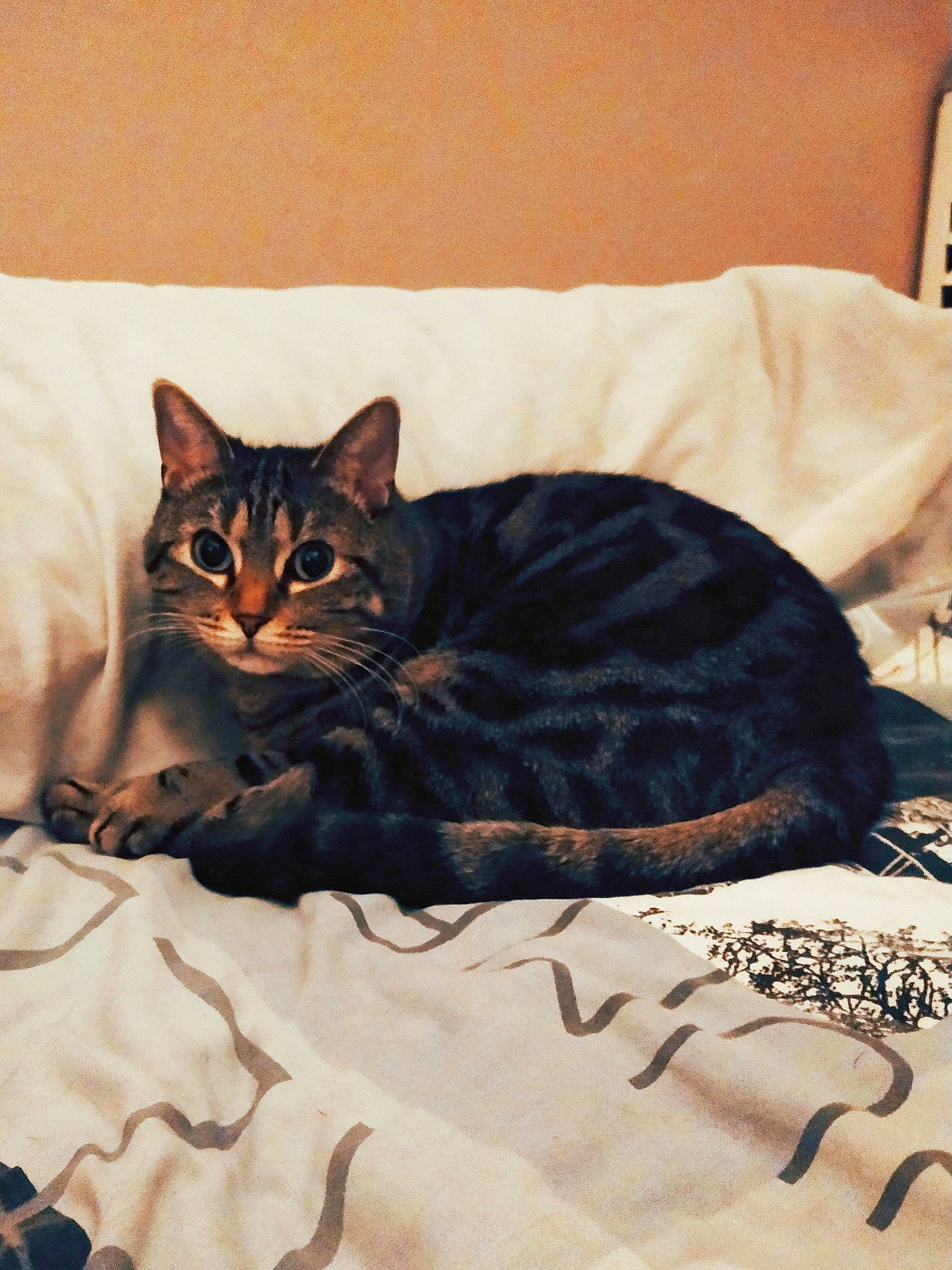 Toon participe au concours pour gagner de l'argent avec cette photo : american_shorthair, asian, bed, bed_sheet, bengal, carnivore, cat, domestic_short_haired_cat, dragon_li, european_shorthair, felidae, fur, kitten, linens, small_to_medium_sized_cats, tabby_cat, toyger, whiskers