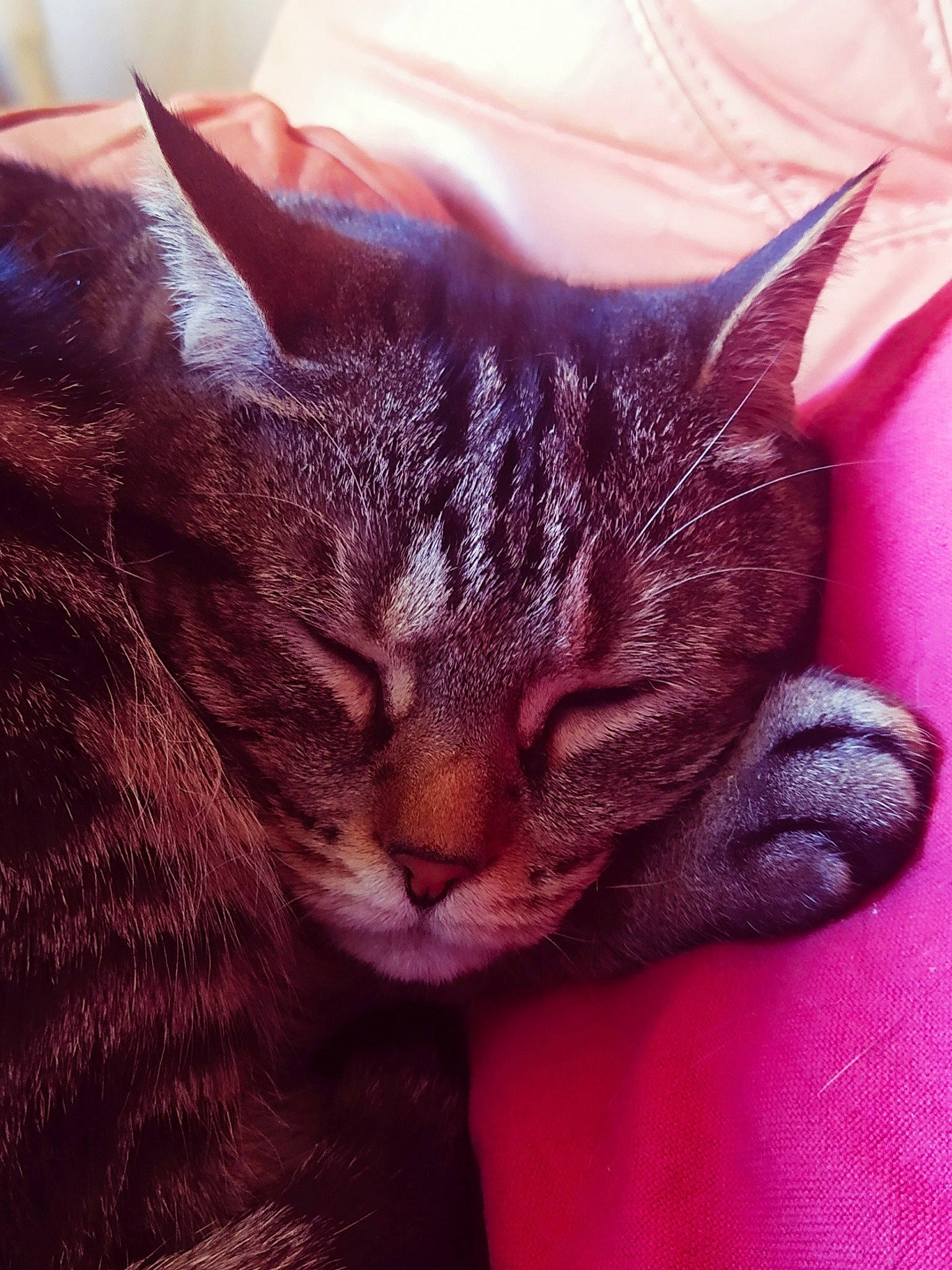 Toon participe au concours pour gagner de l'argent avec cette photo : asian, carnivore, cat, close_up, domestic_short_haired_cat, european_shorthair, felidae, fur, kitten, nap, sleep, small_to_medium_sized_cats, snout, tabby_cat, whiskers