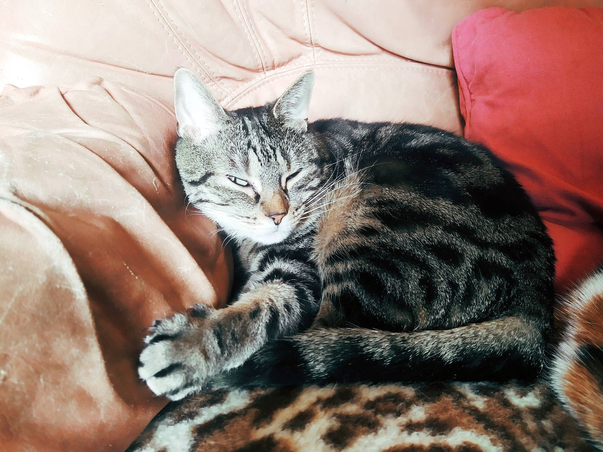 Toon a rejoint le concours — aidez-le/la à gagner de superbes lots ! american_shorthair, american_wirehair, asian, bengal, california_spangled, carnivore, cat, domestic_short_haired_cat, dragon_li, egyptian_mau, european_shorthair, felidae, fur, kitten, mammal, small_to_medium_sized_cats, tabby_cat, toyger, vertebrate, whiskers