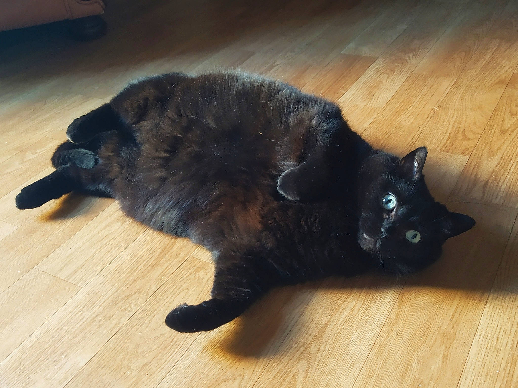 Moon a rejoint le concours — aidez-le/la à gagner de superbes lots ! black, black_cat, bombay, carnivore, cat, claw, domestic_short_haired_cat, fawn, felidae, floor, flooring, fur, hardwood, mammal, paw, small_to_medium_sized_cats, snout, tail, whiskers, wood