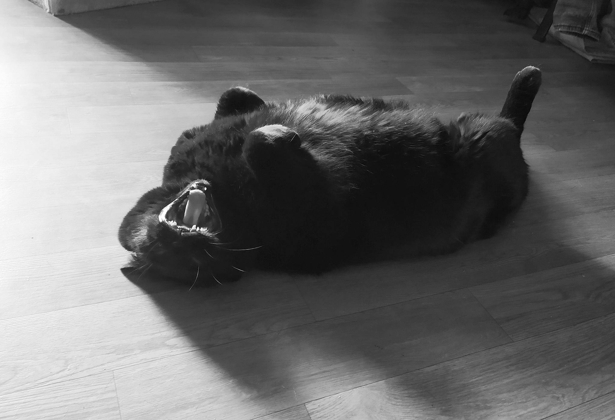 Moon participe au concours pour gagner de l'argent avec cette photo : black, black_and_white, canidae, carnivore, dog, dog_breed, floor, flooring, monochrome, photography, scottish_terrier, snout, sporting_group, style, tail