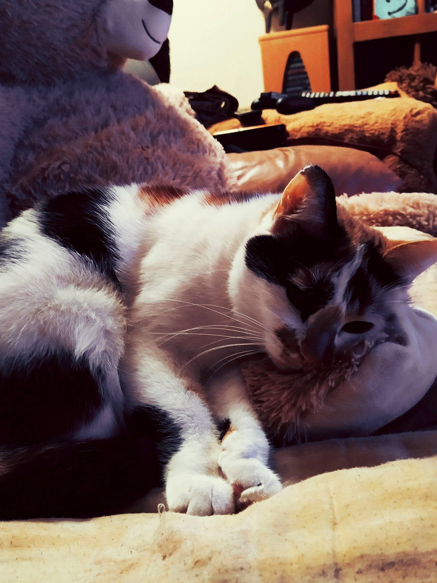 Chouchou a rejoint le concours — aidez-le/la à gagner de superbes lots ! asian, canidae, carnivore, cat, ear, felidae, fur, kitten, nap, nose, paw, polydactyl_cat, sleep, small_to_medium_sized_cats, snout, tail, whiskers