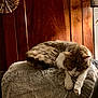 Chloé participe au concours pour gagner de l'argent avec cette photo : cat, tabby_cat, sleeping, blanket, furniture, wood_paneling, indoor, cozy, resting, pet, animal, fur, paw, domestic_cat, relaxation, warm_lighting, home, comfy, quiet, calm