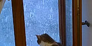 Chloé participe au concours pour gagner de l'argent avec cette photo : cat, windowsill, window, frosted_glass, indoor, pet, animal, curtain, clock, white, brown, gray, striped_tail, wooden_frame, quiet, contemplative, cozy, home, domestic, still_life