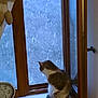 cat, windowsill, window, frosted_glass, indoor, pet, animal, curtain, clock, white, brown, gray, striped_tail, wooden_frame, quiet, contemplative, cozy, home, domestic, still_life