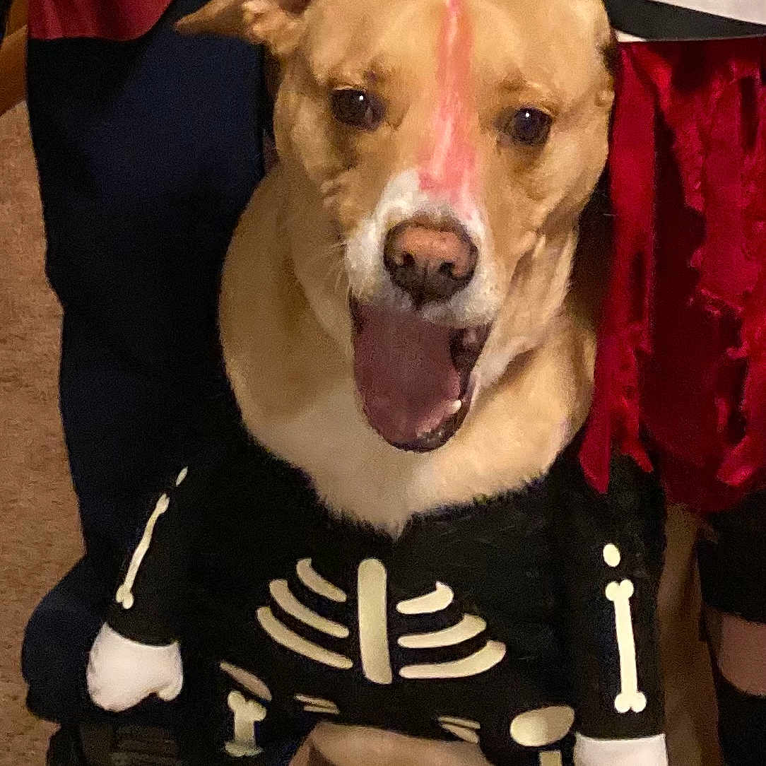 Moose is registered to the contest to win money with this photo: animal, black_costume, brown_dog, canine, carpet, closeup, costume, cute, dog, footwear, happy, indoor, legs, painted_nose, people, pet, pet_costume, skeleton_costume, white_bones, yawning
