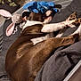 dog, sleeping, bed, plush_toy, bunny, blue_toy, cozy, indoor, brown_and_white, paws, cushion, blanket, pet, resting, cute, soft, furniture, relaxed, animal, home
