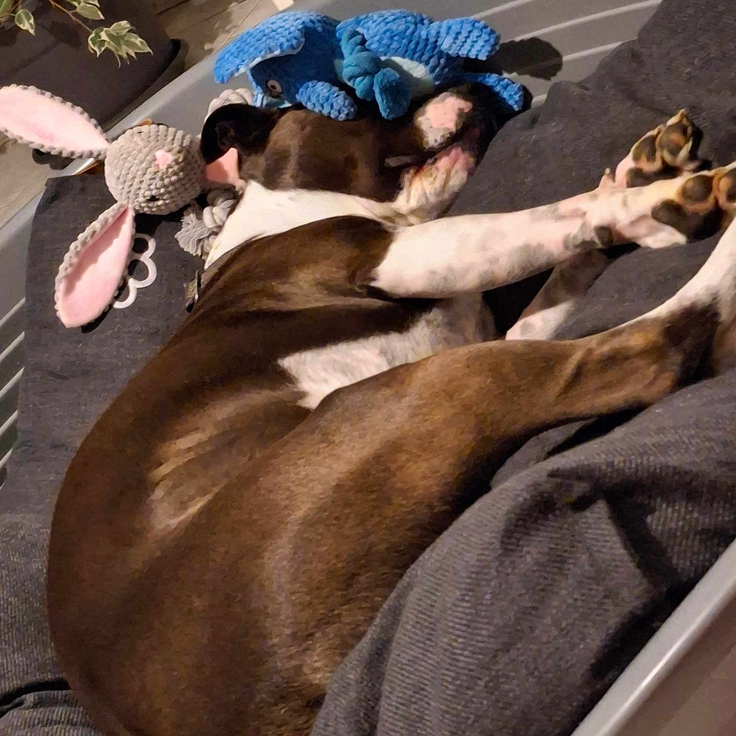 Shanel participe au concours pour gagner de l'argent avec cette photo : animal, bed, blanket, blue_toy, brown_and_white, bunny, cozy, cushion, cute, dog, furniture, home, indoor, paws, pet, plush_toy, relaxed, resting, sleeping, soft