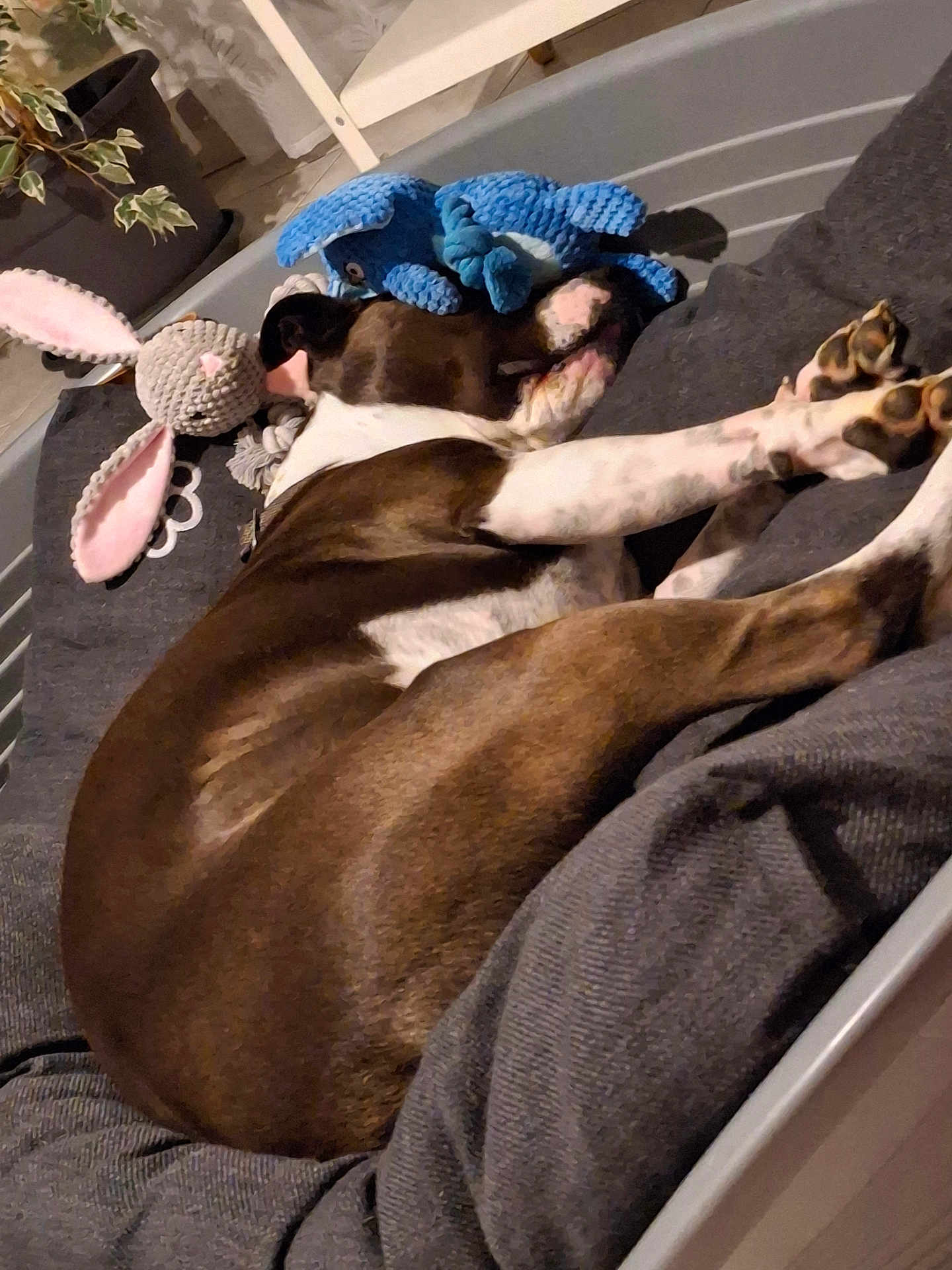 Shanel participe au concours pour gagner de l'argent avec cette photo : dog, sleeping, bed, plush_toy, bunny, blue_toy, cozy, indoor, brown_and_white, paws, cushion, blanket, pet, resting, cute, soft, furniture, relaxed, animal, home