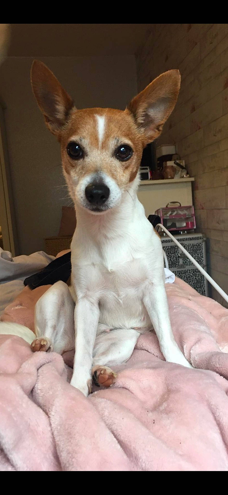 Holy is registered to the contest to win money with this photo: ancient_dog_breeds, canidae, carnivore, companion_dog, dog, dog_breed, fawn, fur, irishjacks, non_sporting_group, paw, snout, sporting_group, terrestrial_animal, terrier, toy_dog, whiskers, working_animal