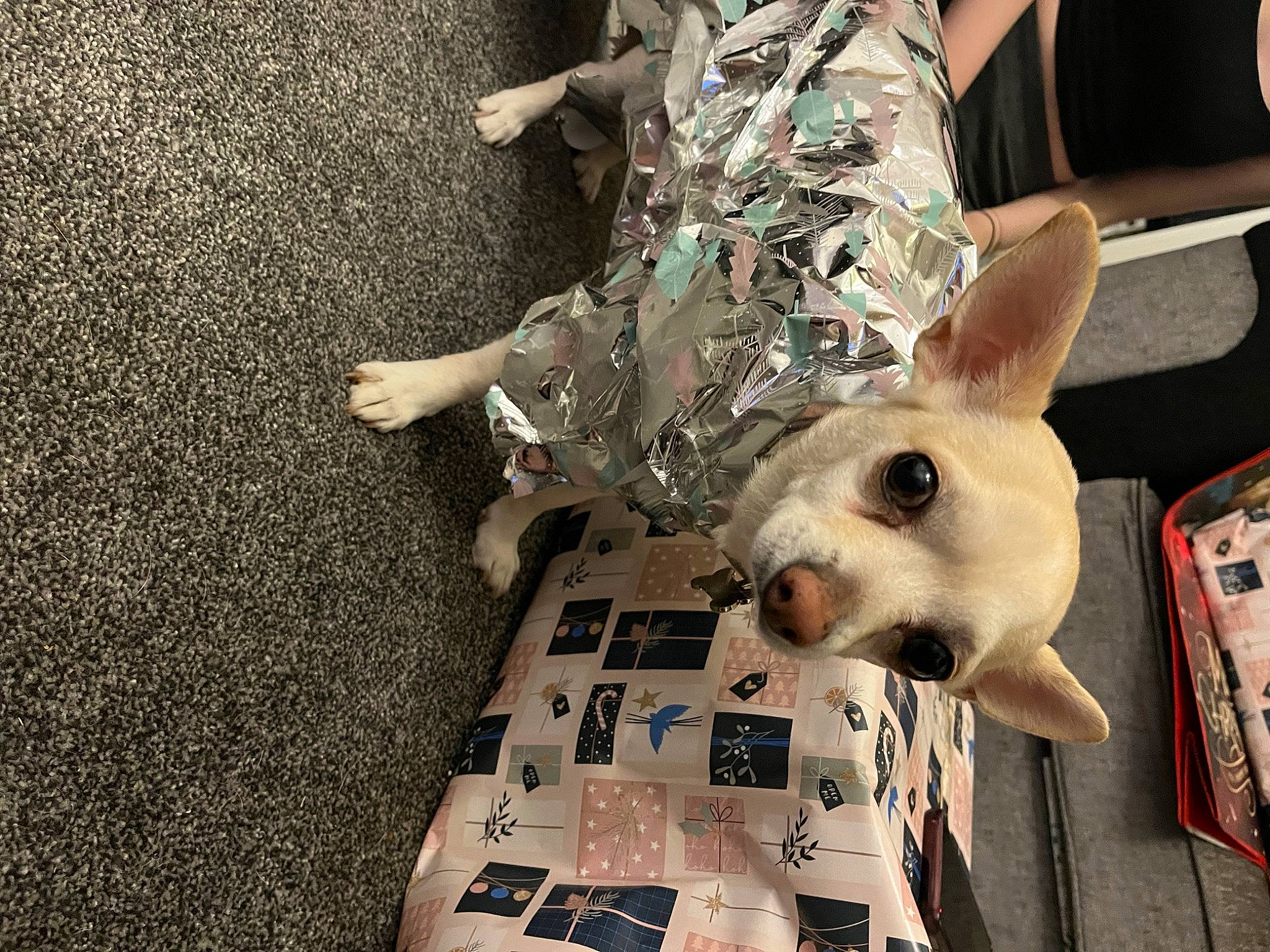 Prince is registered to the contest to win money with this photo: canidae, carnivore, comfort, companion_dog, dog, dog_breed, dog_supply, fawn, felidae, flooring, foot, fur, human_leg, linens, small_to_medium_sized_cats, snout, sporting_group, toy_dog, whiskers, working_animal