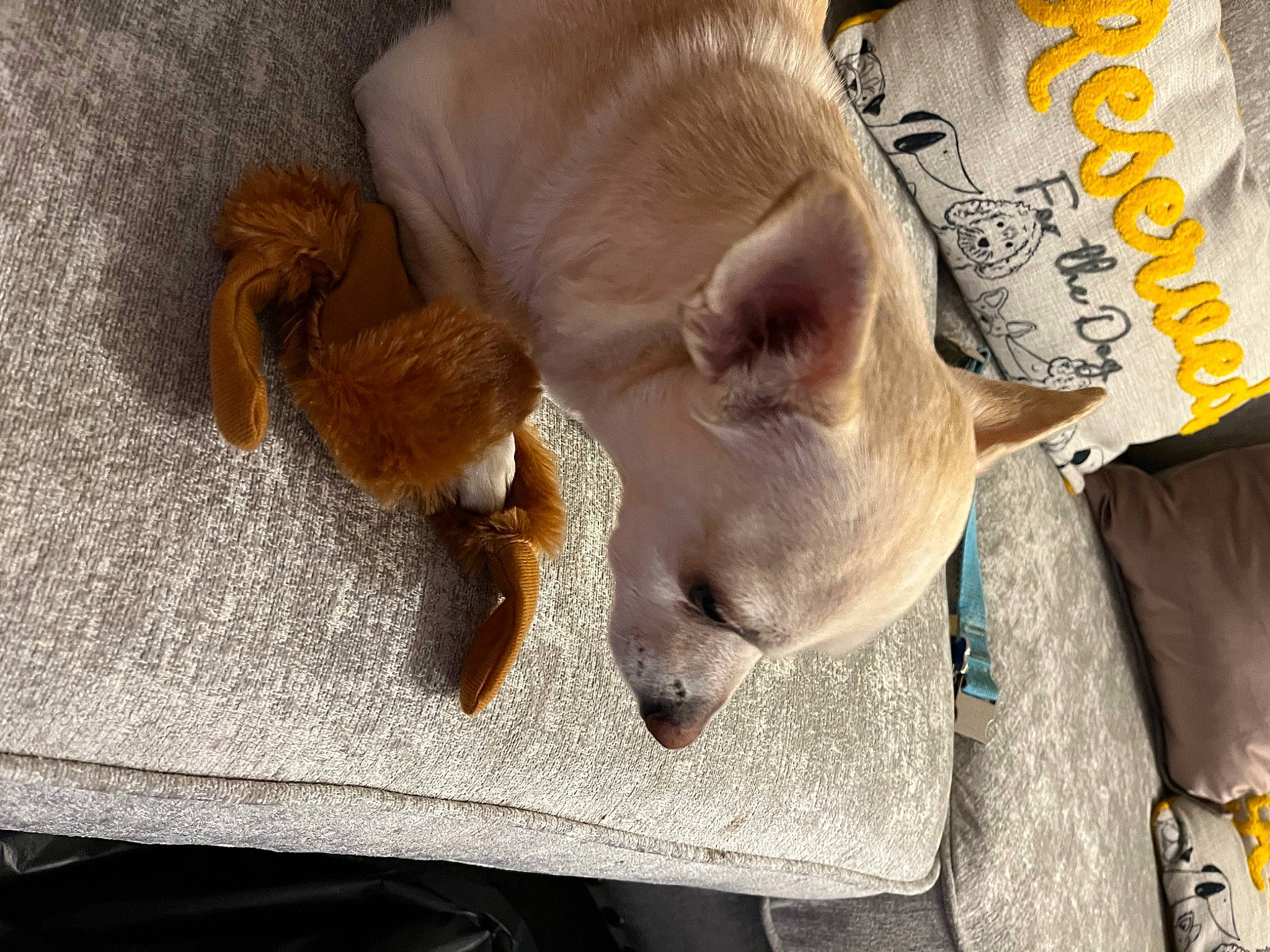 Prince joined the competition — help win amazing prizes! canidae, carnivore, comfort, companion_dog, dog, dog_breed, fawn, felidae, fur, mammal, nap, paw, small_to_medium_sized_cats, snout, sporting_group, tail, toy_dog, vertebrate, whiskers, working_animal