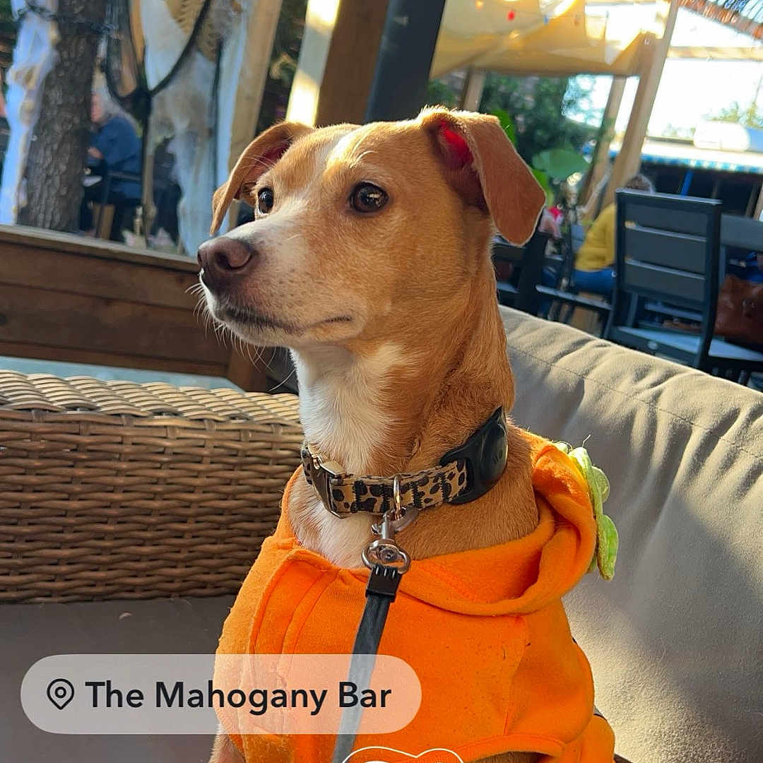 Daisy joined the competition — help win amazing prizes! accessories, animal, architecture, ball, building, canine, dog, face, head, hound, outdoors, person, pet, photography, portrait, shelter, sport, strap, tennis, tennisball