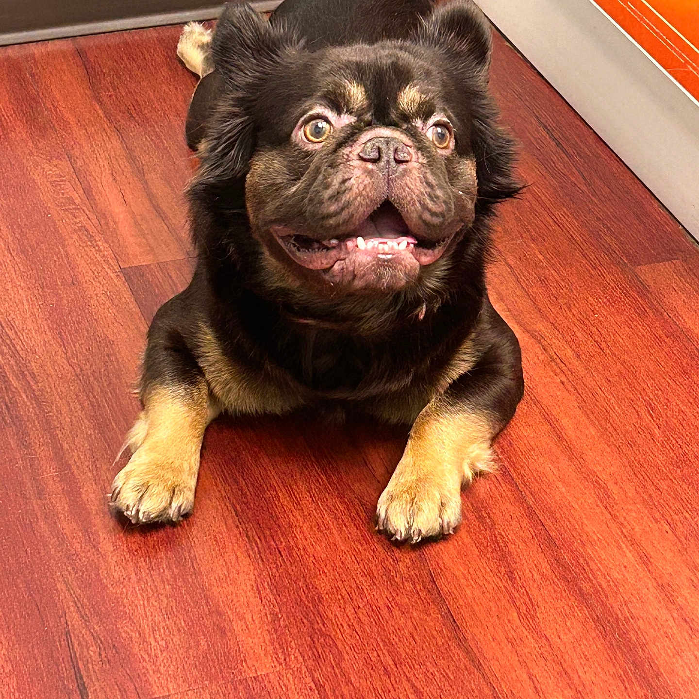 Louis Bear is registered to the contest to win money with this photo: animal, black_dog, bright, canine, close_up, corner, dog, ears_up, floor, flooring, happy, indoor, looking_up, lying_down, pet, smiling, tan_paws, wall, well_lit, wood_floor