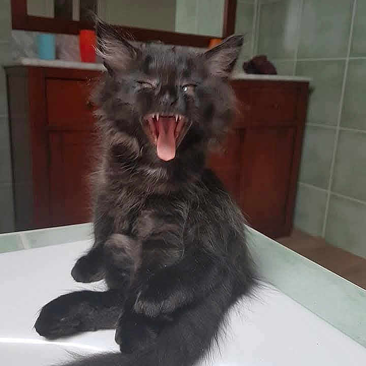 Plume participe au concours pour gagner de l'argent avec cette photo : adorable, animal, black_cat, cabinet, cute, feline, fluffy, fur, home, indoor, kitten, mouth_open, pet, sitting, tail, tiles, tongue, whiskers, yawning, young