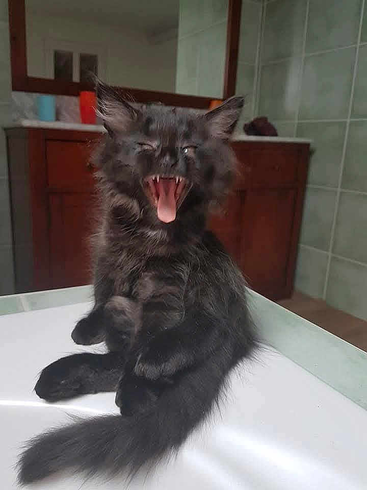 Plume participe au concours pour gagner de l'argent avec cette photo : kitten, black_cat, yawning, fluffy, fur, indoor, pet, animal, cute, feline, sitting, mouth_open, tongue, whiskers, tail, cabinet, tiles, home, young, adorable